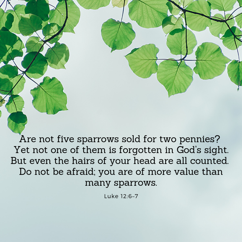 Luke 12:6-7