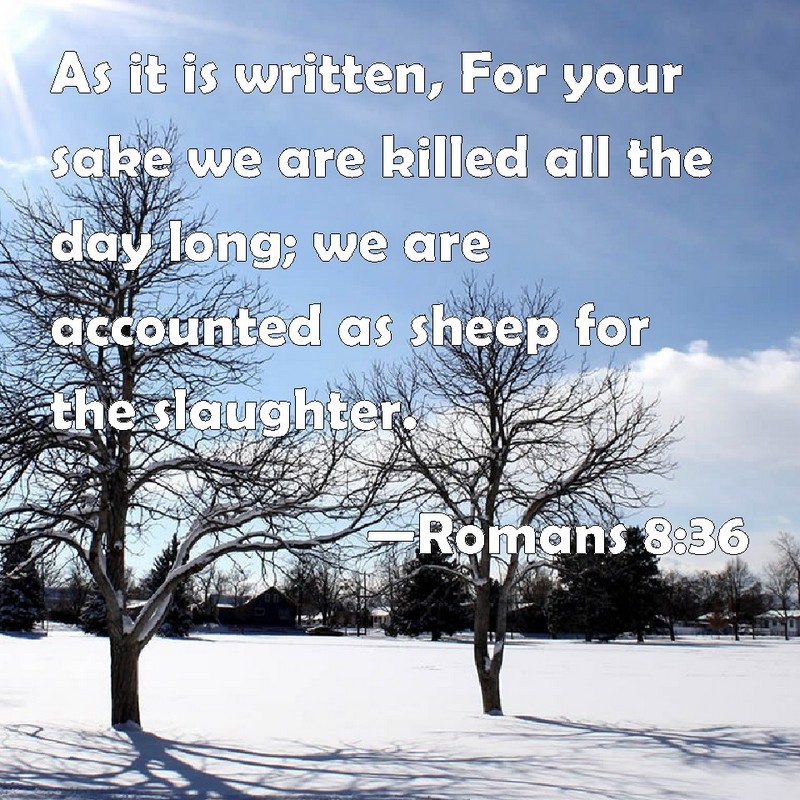 Romans 8:36